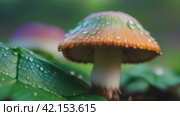 Mushroom with dew drops on its cap in early morning. Стоковое AI-видео, аниматор Юрий Поздников / Фотобанк Лори