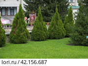 White Cedar Tree Thuja in a small garden. Two Arborvitae Emerald as an accent in the garden design. Sunny summer day. Стоковое фото, фотограф Вербицкая Светлана / Фотобанк Лори