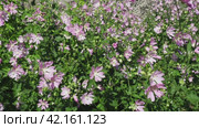 Malva thuringiaca, Lavatera thuringiaca, garden tree-mallow, is species of flowering plant in the mallow family Malvaceae. Herbaceous perennial plant. The flowers are pink with five petals. Flowerbed. Стоковое видео, видеограф Юлия Петровская / Фотобанк Лори