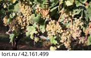 Juicy white grapes growing on vine in garden. Стоковое видео, видеограф Яков Филимонов / Фотобанк Лори