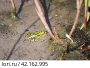 Прудовая (Pelophylax lessonae) лягушка-подросток с остатком хвоста после фазы головастика сидит на отмели. Стоковое фото, фотограф Елена Кутепова / Фотобанк Лори