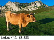 Mountain cow sits on a lawn in a national park at dawn. Стоковое фото, фотограф Татьяна Яцевич / Фотобанк Лори