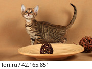 A striped little kitten with big ears stands in the studio near a dish with a decorative rattan ball. Стоковое фото, фотограф Елена Кутепова / Фотобанк Лори