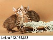 Two striped kittens sit near a plate with pearls and looking up. Стоковое фото, фотограф Елена Кутепова / Фотобанк Лори