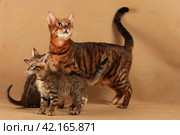 Полосатая кошка породы тойгер в студии с двумя котятами стоит и смотрит наверх. Стоковое фото, фотограф Елена Кутепова / Фотобанк Лори