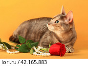 Кошка породы голубой тойгер лежит на желтом фоне в студии рядом с розой и бижутерией. Стоковое фото, фотограф Елена Кутепова / Фотобанк Лори