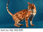 Marbled bengal cat stands on a blue background and turns back. Стоковое фото, фотограф Елена Кутепова / Фотобанк Лори