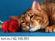 Полосатый рыжий кот лежит около красной розы на синем фоне. Стоковое фото, фотограф Елена Кутепова / Фотобанк Лори