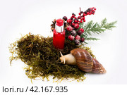Улитка ахатина фулика и сыворотка для лица в красном флаконе на мхе рядом с искусственной новогодней веткой с ягодами. Стоковое фото, фотограф Алиса Сокол / Фотобанк Лори