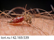 Комар Anopheles – опасный переносчик инфекции. Крупный план самки комара, сосущей кровь. Стоковое фото, фотограф Руслан Лесков / Фотобанк Лори