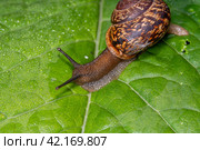 Улитка виноградная на зелёном листе с росой. Helix pomatia (также римская улитка, бургундская улитка, съедобная улитка или улитка) — вид крупных съедобных наземных улиток, дышащих воздухом, наземных легочных брюхоногих моллюсков семейства Helicidae. Стоковое фото, фотограф Руслан Лесков / Фотобанк Лори
