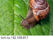 Улитка виноградная на зелёном листе с росой. Helix pomatia (также римская улитка, бургундская улитка, съедобная улитка или улитка) — вид крупных съедобных наземных улиток, дышащих воздухом, наземных легочных брюхоногих моллюсков семейства Helicidae. Стоковое фото, фотограф Руслан Лесков / Фотобанк Лори