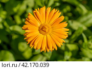 Цветок бархатцев (Calendula Officinalis). Цветок оранжевого цвета в сиянии солнца. Стоковое фото, фотограф Руслан Лесков / Фотобанк Лори