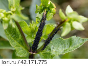 Black bean aphids aphis fabae colony on heavyly infested plant stem a dahlia. Стоковое фото, фотограф Ольга Сейфутдинова / Фотобанк Лори