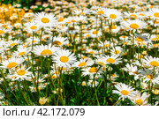 The glade turned yellow from many blooming daisies. Стоковое фото, фотограф Дмитрий Коростылев / Фотобанк Лори
