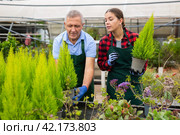 Two professional gardeners in aprons working with Cupressus Goldcrest Wilma plants in pots. Стоковое фото, фотограф Яков Филимонов / Фотобанк Лори