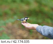 Photography of feeding of wildbird in th city park. A girl feeds a tit bird from her hands. The concept of trust, communication with wildlife, caring for wildlife. Стоковое фото, фотограф YuryKara / Фотобанк Лори