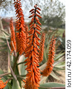 Flowering succulent bitter aloe (lat.- Aloe ferox) Стоковое фото, фотограф Irina Opachevsky / Фотобанк Лори