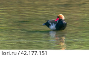 red-crested pochard, netta rufina, specimen of male resting in wetland, ecology concept. Стоковое фото, фотограф carlos l vives / Фотобанк Лори