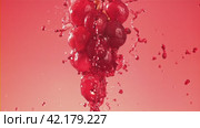 Red wine runs down a branch of a grape. Filmed on a high-speed camera at 1000 fps. Стоковое видео, видеограф Артем Шадрин / Фотобанк Лори