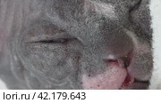 Extreme close-up view of baby Canadian Sphynx Kitten sleeping peacefully, lying with closed eyes. Стоковое видео, видеограф А. А. Пирагис / Фотобанк Лори