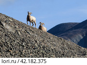 Siberian bighorn sheep (Ovis nivicola). Female and male snow sheep walk along the rocky slope of the mountain. Wild animals in their natural habitat. Wildlife of Siberia. Chukotka, Far East Russia. Стоковое фото, фотограф Андрей Степанов / Фотобанк Лори