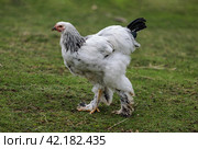Курица породы брама светлая (Light Brahma) гуляет во дворе. Стоковое фото, фотограф Наталья Волкова / Фотобанк Лори