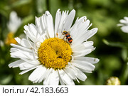 Trichodes apiarius beetle orange and black on chamomile flower. Стоковое фото, фотограф Ольга Сейфутдинова / Фотобанк Лори