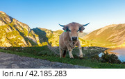 Mountain cow sits on a lawn in a national park at sunset. Стоковое фото, фотограф Татьяна Яцевич / Фотобанк Лори