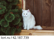 A white fluffy Angora cat with multicolored eyes sits on the steps near the door of the house. Стоковое фото, фотограф Неведицына Елена / Фотобанк Лори