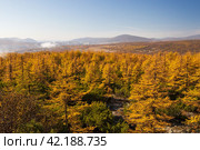 Picturesque autumn landscape. Top view of the autumn larch forest and hills. Northern city in the distance. Larch trees with yellow crowns. Beautiful nature of the Magadan region. Far East of Russia. Стоковое фото, фотограф Андрей Степанов / Фотобанк Лори