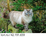Кошка породы "невская маскарадная" Стоковое фото, фотограф Ольга Дмитренко / Фотобанк Лори