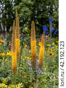Eremurus Cleopatra Foxtail Lily in flowers garden. Стоковое фото, фотограф Ольга Сейфутдинова / Фотобанк Лори
