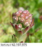 Зацветающее молодило или каменная роза (лат. Sempervivum). Соцветие крупным планом. Стоковое фото, фотограф Елена Коромыслова / Фотобанк Лори