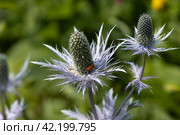 Rhagonycha fulva or rufous softfoot on a blue eryngium flower. Стоковое фото, фотограф Ольга Сейфутдинова / Фотобанк Лори