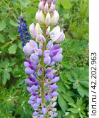 Люпин, или волчий боб (лат. Lupinus) — род растений из семейства Бобовые (Fabaceae). Представлен однолетними и многолетними травянистыми растениями. Высокое содержание в его семенах белка (до 50 %), масла (от 5 до 20 %), по качеству близкого к оливковому. Стоковое фото, фотограф Сергей Елизарьев / Фотобанк Лори
