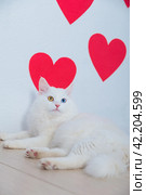 A white fluffy Angora cat with multicolored eyes lies impressively against the background of hearts. Стоковое фото, фотограф Неведицына Елена / Фотобанк Лори