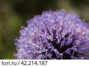 Echinops sphaerocephalus is a type species of plants of the genus Echinops of the Asteraceae family. Стоковое фото, фотограф Evgenii Predibailo / Фотобанк Лори