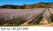 Blooming apricot trees garden. Стоковое фото, фотограф Яков Филимонов / Фотобанк Лори