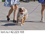 walking an animal. Woman's legs and motley dog. Стоковое фото, фотограф Володина Ольга / Фотобанк Лори