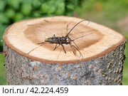 Большой еловый черный усач (лат. Monochamus sartor) на деревянном пне. Стоковое фото, фотограф Елена Коромыслова / Фотобанк Лори
