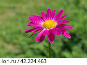 Пиретрум розовый, или персидская ромашка (лат. Pyrethrum roseum) крупным планом. Стоковое фото, фотограф Елена Коромыслова / Фотобанк Лори