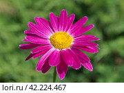 Пиретрум розовый, или персидская ромашка (лат. Pyrethrum roseum) крупным планом. Стоковое фото, фотограф Елена Коромыслова / Фотобанк Лори
