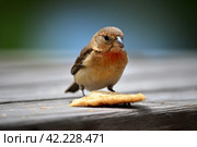 Bird take cracker food. Generate Ai. Стоковое AI-изображение, AI-художник Иван Рябоконь / Фотобанк Лори