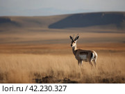 Mongolian gazelle. Generate Ai. Стоковое AI-изображение, AI-художник Иван Рябоконь / Фотобанк Лори