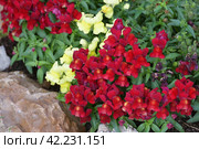 Snapdragon, Antirrhinum - perennial herbaceous plants from the Plantain family. Стоковое фото, фотограф Володина Ольга / Фотобанк Лори
