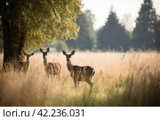 Deers field grass nature. Generate Ai. Стоковое AI-изображение, AI-художник Иван Рябоконь / Фотобанк Лори