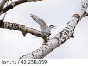 A white bird flaps its wings and takes off from a branch. Стоковое фото, фотограф Сергей Матвеев / Фотобанк Лори