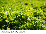 Stellaria media is a species of plant in the genus Stellaria of the clove family Caryophyllaceae. Known by the names woodlice, canary grass, woodlice, hernia, heart grass, woodlice. Natural meadow. Стоковое фото, фотограф Юлия Петровская / Фотобанк Лори