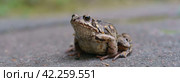 Photography of a common frog (rana temporaria or ground frog). Natural background. Animals' theme. Panoramic image. Стоковое фото, фотограф YuryKara / Фотобанк Лори